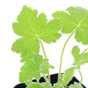 (観葉植物)ハーブ苗 ゼラニウム ペパーミント 3号(1ポット) アロマ 家庭菜園 クラフト 料理