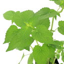 (観葉植物)ハーブ苗 アニス ヒソップ 3号(1ポット) アロマ 家庭菜園 クラフト 料理