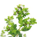 (観葉植物)ハーブ苗 オレガノ グリークホワイト 3号(1ポット) アロマ 家庭菜園 クラフト 料理