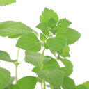 (観葉植物)ハーブ苗 カラミント 3号(1ポット) 家庭菜園