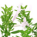 (観葉植物)ハーブ苗 メキシカン オレガノ ポリオミンタ 3号(1ポット) アロマ 家庭菜園 クラフト 料理 関東当日便