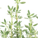 (観葉植物)ハーブ苗 タイム マスティチナ 3号(1ポット) アロマ 家庭菜園 クラフト 料理