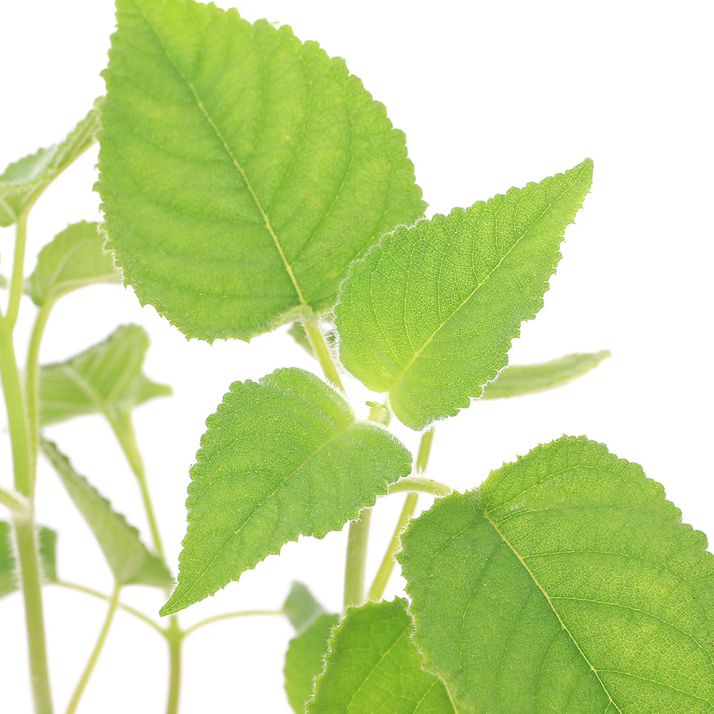 （観葉植物）ハーブ苗 セージ フルーツ 3号（1ポット） アロマ 家庭菜園 クラフト 料理