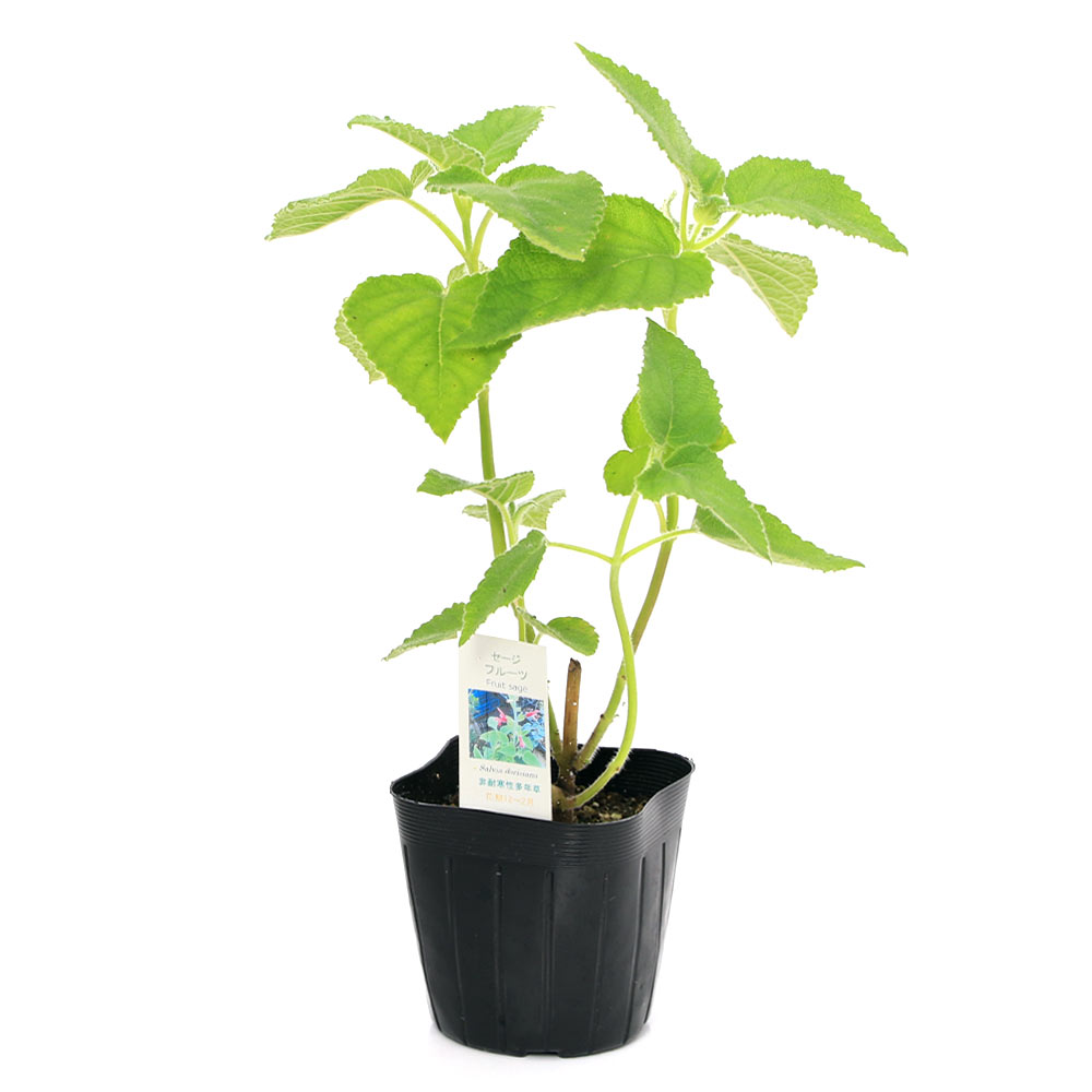 （観葉植物）ハーブ苗　セージ　フルーツ　3号（1ポット）　アロマ　家庭菜園　ク...
