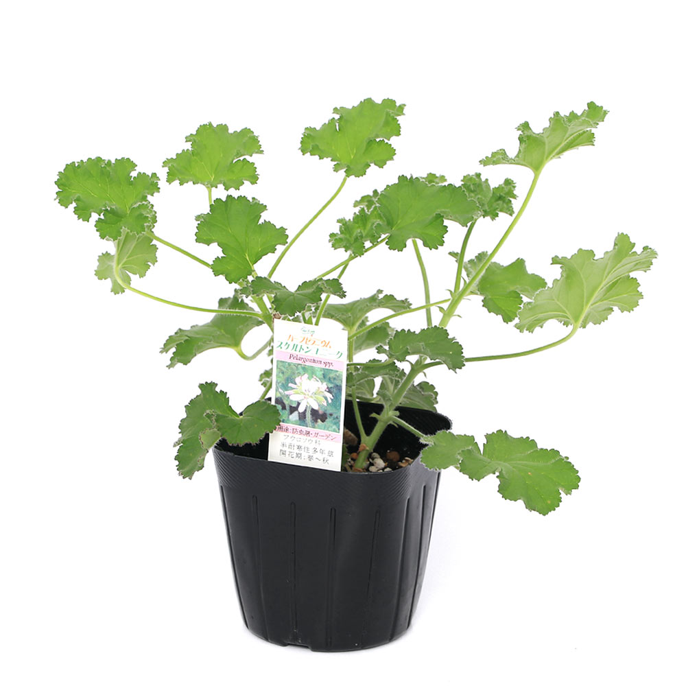 （観葉植物）ハーブ苗　ゼラニウム　スケルトンユニーク　3号（1ポット）　アロマ...