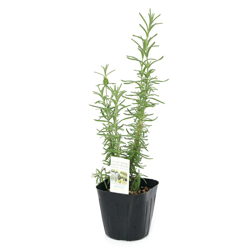 （観葉植物）ハーブ苗　ラベンダー　フレンチ　ストエカス　シルバーウィング　3号...
