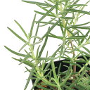 (観葉植物)ハーブ苗 ローズマリー シッシングハストブルー 立性 3号(1ポット) アロマ 家庭菜園 クラフト 料理