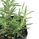 (観葉植物)ハーブ苗 ローズマリー セイレム 立性 3号(1ポット) アロマ 家庭菜園 クラフト 料理 関東当日便