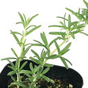 (観葉植物)ハーブ苗 ローズマリー プロスタラータス 匍匐性 3号(1ポット) アロマ 家庭菜園 クラフト 料理