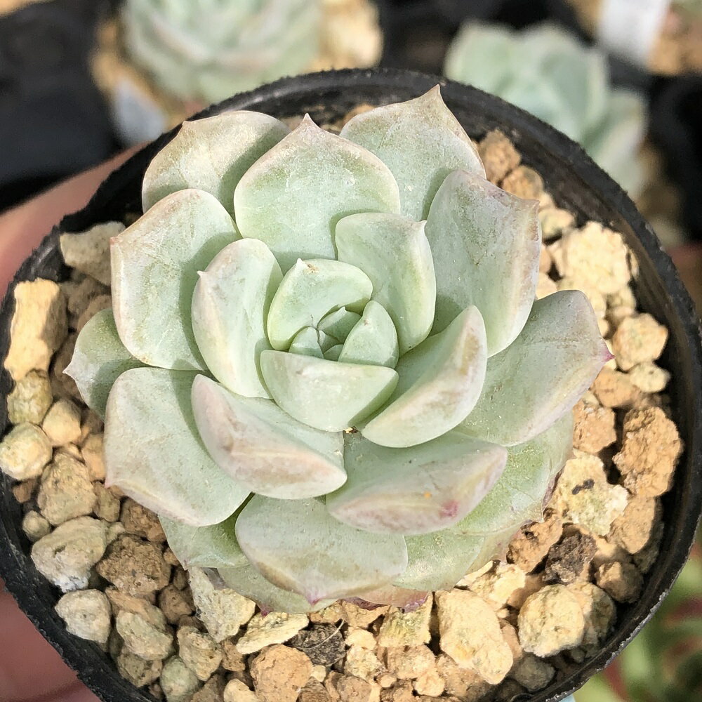 （多肉植物）エケベリア　ピュアラブ　2．5号（1鉢）