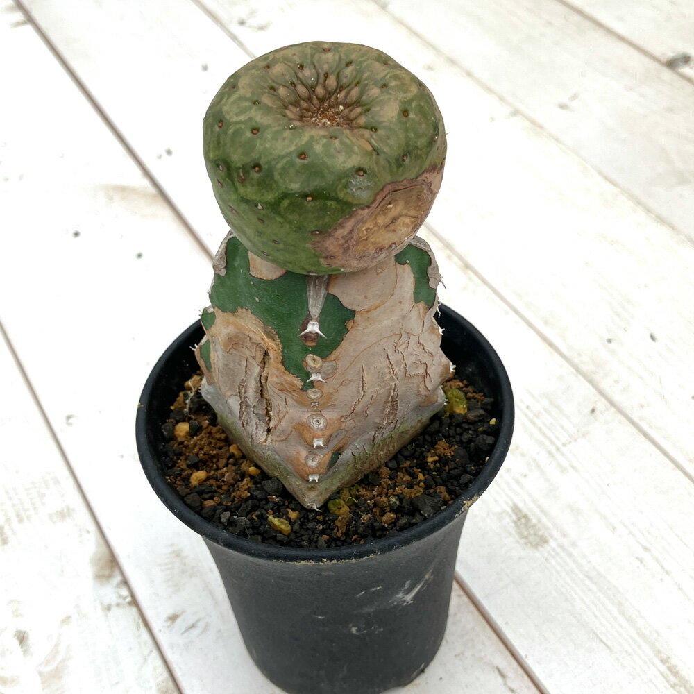 （多肉植物）訳あり品 一点物 ユーフォルビア ツルビニフォルミス 接ぎ木 3．5号（1鉢）（345115） 傷あり