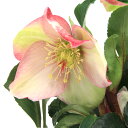 (観葉植物)クリスマスローズ 氷の薔薇 イタリアーノ・カルロッタ 5号(1鉢)