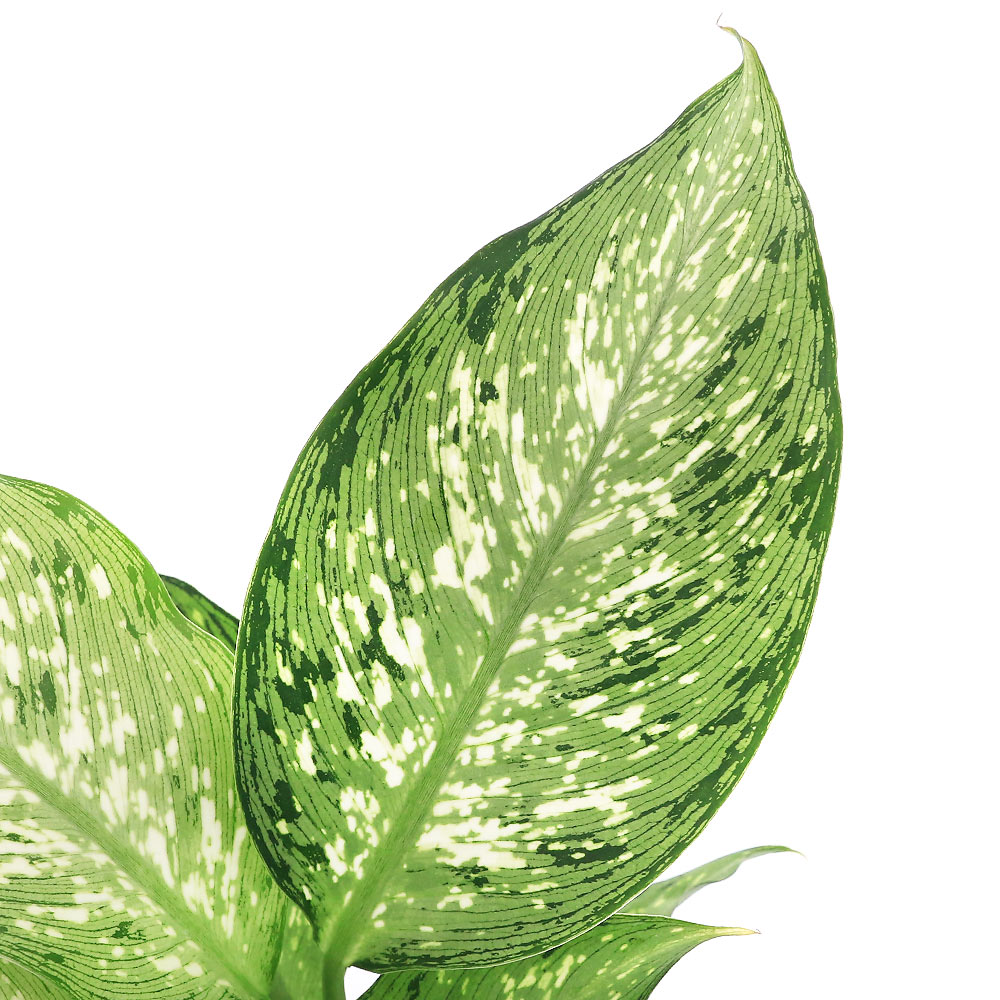（観葉植物）ディフェンバキア ティキ 4号（1鉢）