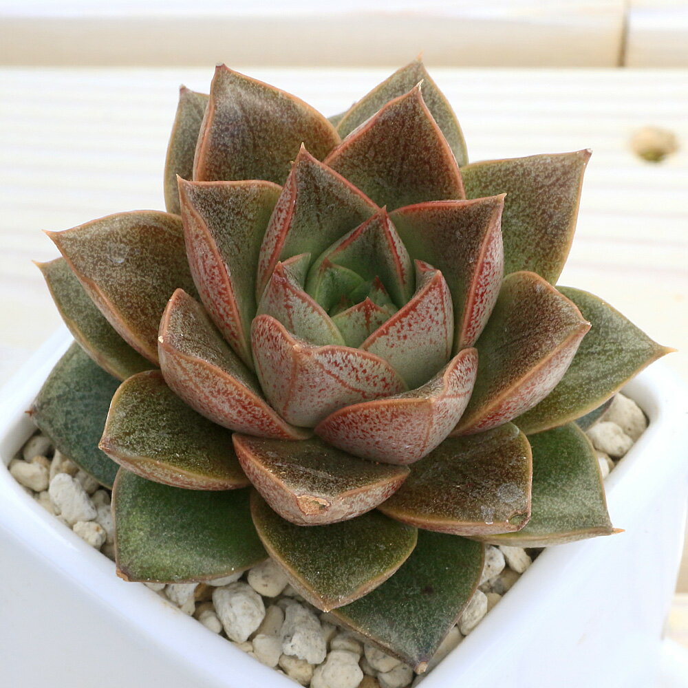 （多肉植物）エケベリア　品種おまかせ　ダイスS白（1鉢）（品種名のラベル付）　受皿付　軽石砂　多肉植物　鉢植え　おしゃれ　室内　プレゼント