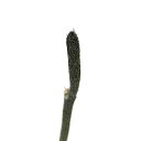 （観葉植物）サボテン　ウィルコキシア　ポセルゲリー　2．5号（1鉢）