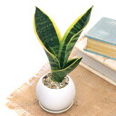 (観葉植物)インテリア サンスベリア マットボールS植え(1鉢)受皿付 軽石砂 鉢植え おしゃれ 室内 プレゼント