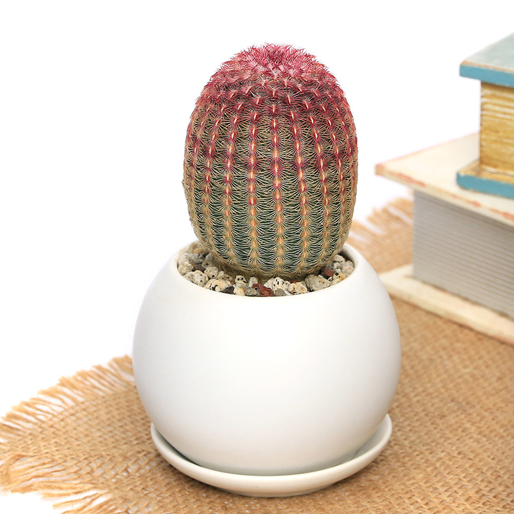 （多肉植物）サボテン 紫太陽 マットボールS植え（1鉢） 受皿付 軽石砂 多肉植物 おしゃれ プレゼント