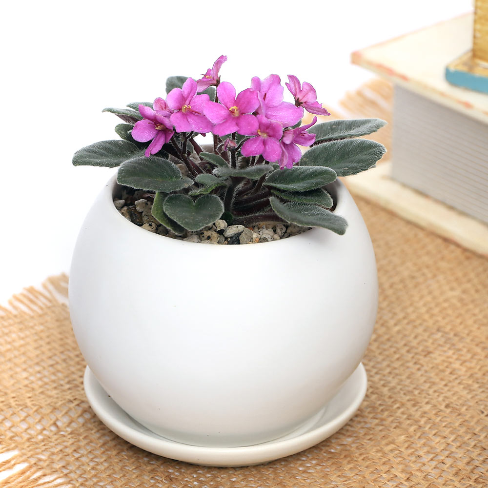 （観葉植物）セントポーリア 品種おまかせ マットボールS植え（1鉢） 受皿付 軽石砂