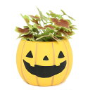 (観葉植物)ハロウィンパンプキンポット モミジバゼラニウム 鉢色おまかせ 3号(1セット)