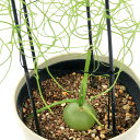 (多肉植物)ボウィエア ボルビリス 蒼角殿(ソウカクデン) 4.5号(1鉢)冬季落葉中