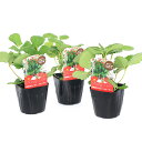 (観葉植物)野菜苗 イチゴ苗 四季成り ルビーアン 3号(5ポット)