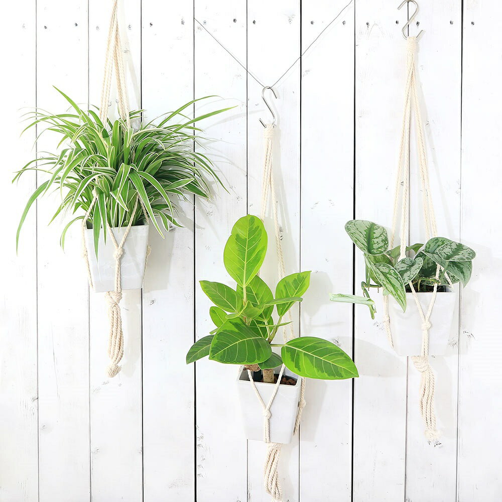 （観葉植物）品種おまかせ　おしゃれな吊り下げハイドロカルチャー　ホワイト　S字フック付3号（1鉢）ハンギングプランツインテリア