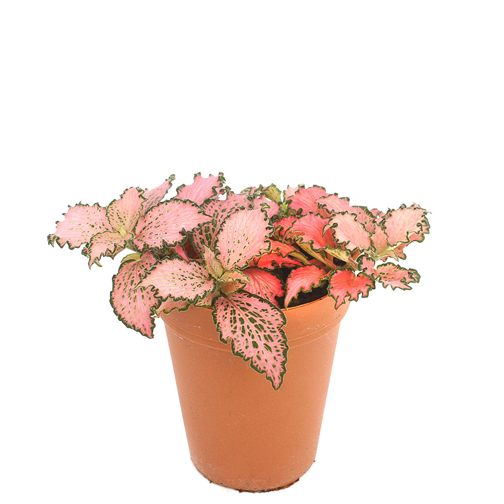 Other Aquatic Plants - （観葉植物）フィットニア　ピンク　2号ロング（1鉢）　受け皿なし