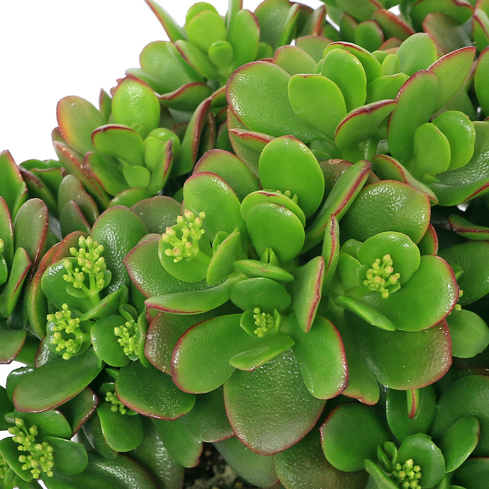 （多肉植物）クラッスラ 花月（金のなる木） 7号（1鉢）