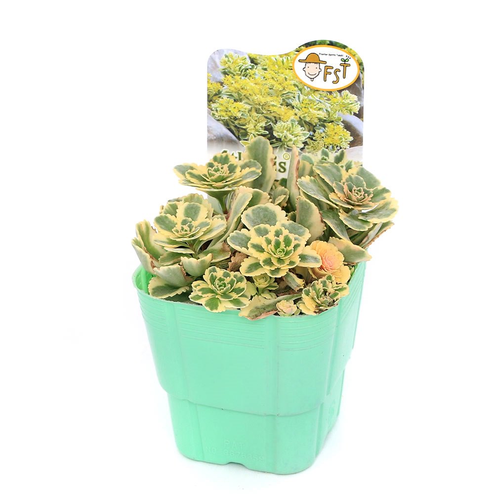 観葉植物　アトランティス　21cm吊り鉢ごと 楽天市場】吊り鉢 植木鉢 ハンギングバスケット口径21cm 3っ点セット