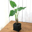 (観葉植物)シマクワズイモ 陶器鉢植え マットブラック塗装鉢(1鉢)受け皿付き 溶岩砂 おしゃれ 幸運 縁起