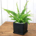 (観葉植物)ネフロレピス ツデー 陶器鉢植え マットブラック塗装鉢(1鉢)受け皿付き 白石 おしゃれ 幸運 縁起