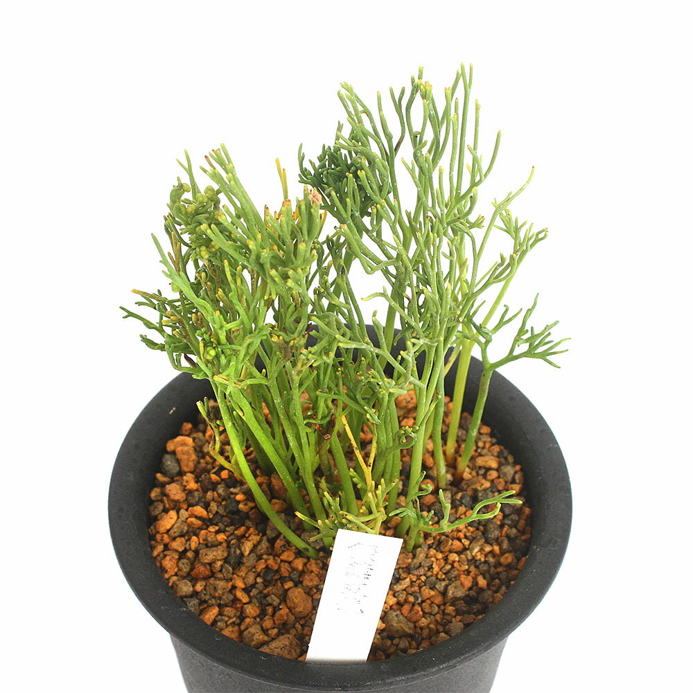 (山野草)シダ(羊歯)マツバラン 蟹葉文龍 3号(1鉢)