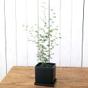 (観葉植物)ソフォラ リトルベイビー 陶器鉢植え マットブラック塗装鉢(1鉢)受け皿付き 溶岩砂 おしゃれ メルヘンの木