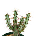 (多肉植物)ユーフォルビア アエルギノーサ オレンジ 2.5号(1鉢)
