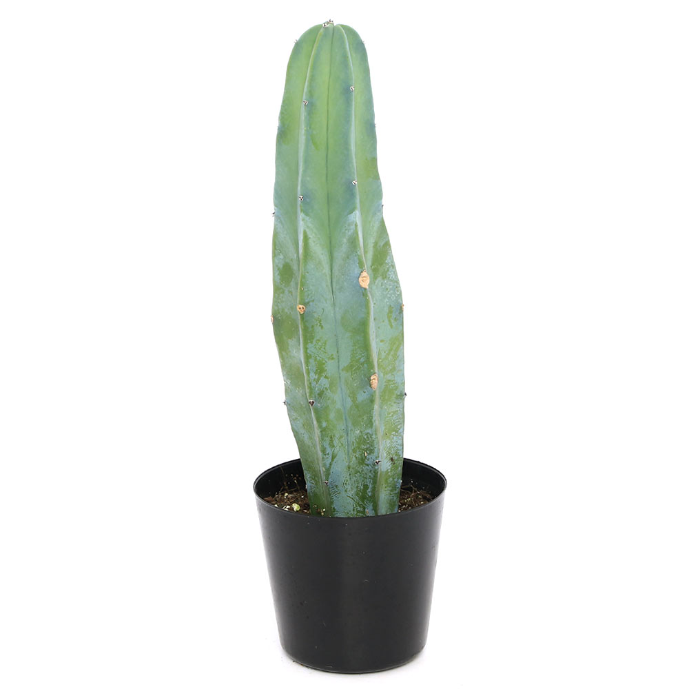 楽天市場】龍神木の通販