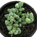 (多肉植物)碧魚連(へきぎょれん) ブラウンシア マキシミリアニ 2.5号(1ポット)