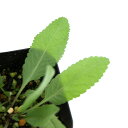 (観葉植物)ハーブ苗 コストマリー 3号(1ポット) 家庭菜園