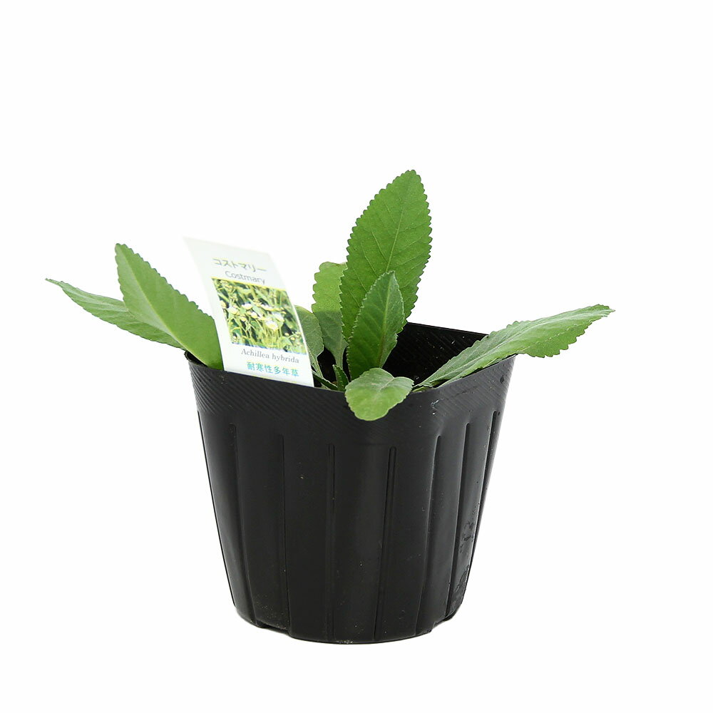 （観葉植物）ハーブ苗　コストマリー　3号（1ポット）　家庭菜園