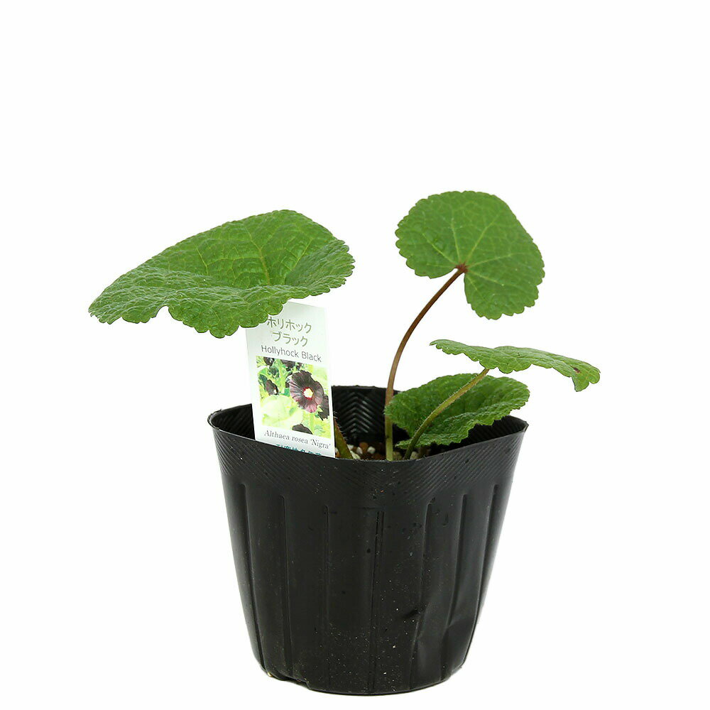 （観葉植物）ハーブ苗　ホリホック　ブラック　3号（1ポット）　家庭菜園