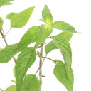 (観葉植物)ハーブ苗 セージ パイナップル 3号(1ポット) 家庭菜園
