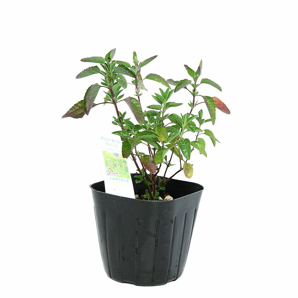 （観葉植物）ハーブ苗　セージ　チェリーセージ　チェリーズ　3号（1ポット）　家...