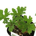 (観葉植物)ハーブ苗 ゼラニウム チョコミント 3号(1ポット) アロマ 家庭菜園 クラフト 料理