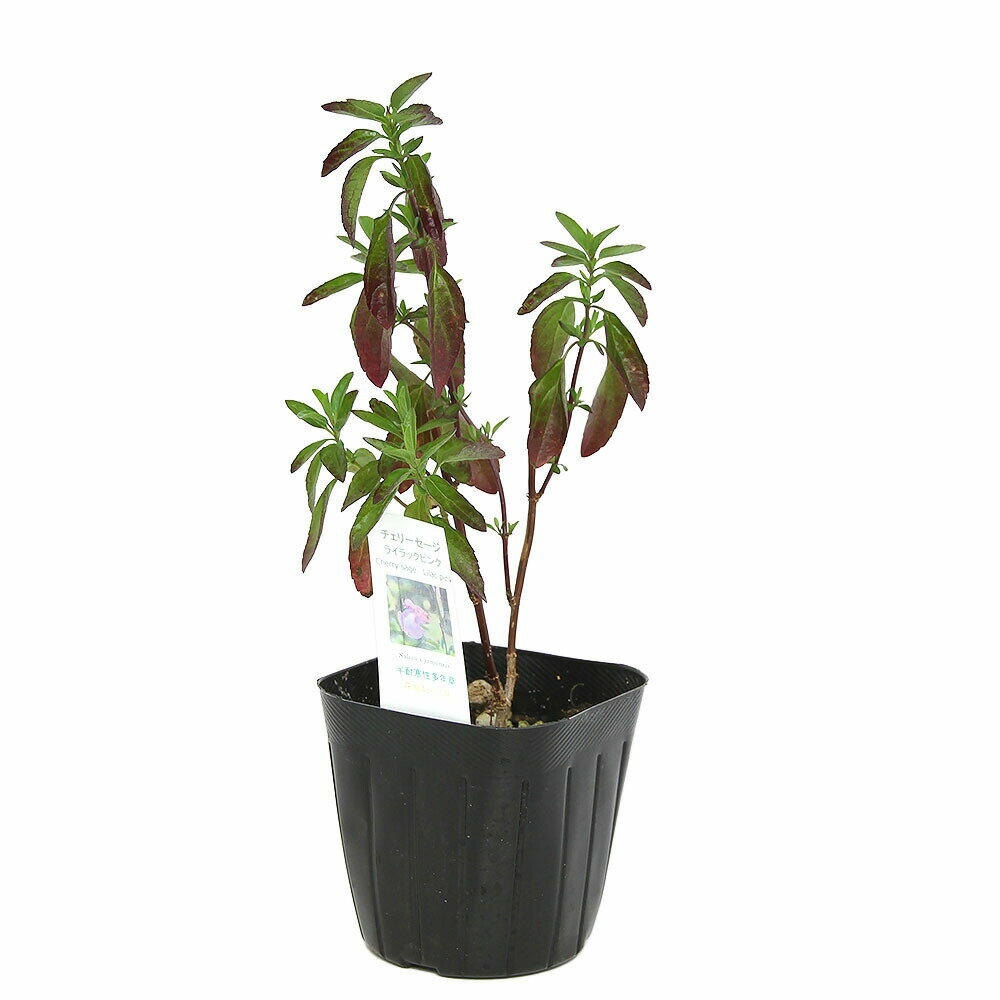 （観葉植物）ハーブ苗　セージ　チェリーセージ　ライラックピンク　3号（1ポット...