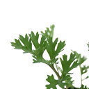 (観葉植物)ハーブ苗 ピレスラム 3号(1ポット) アロマ 家庭菜園 クラフト 料理