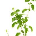 (観葉植物)ハーブ苗 セージ チェリーセージ パープル 3号(1ポット)