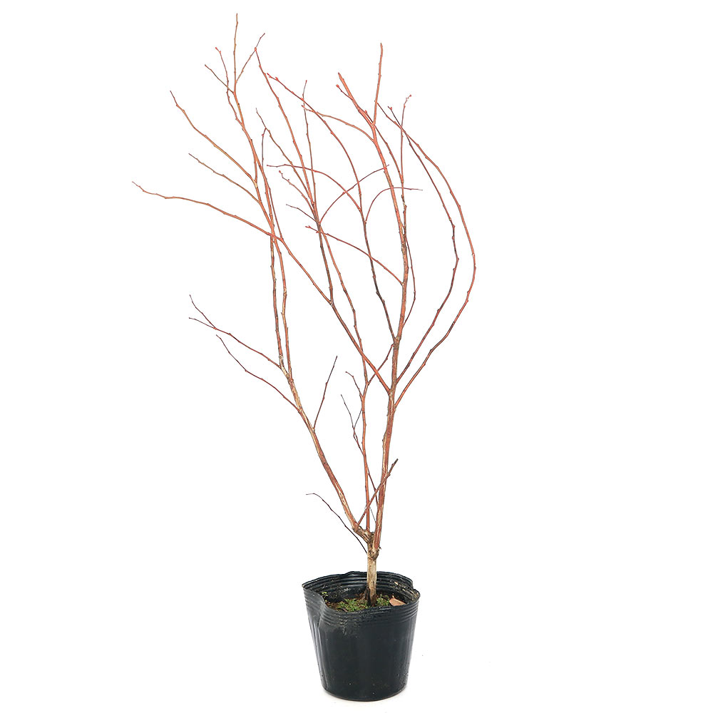 （観葉植物）果樹苗　ブルーベリー　ブルーリッジ　サザンハイブッシュ系　5号（1ポット）　家庭菜園　果物　フルーツ