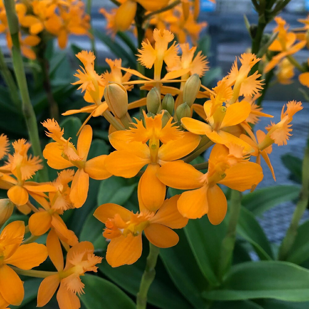 （観葉植物）洋ラン エピデンドラム アカツキ 6号（1鉢）