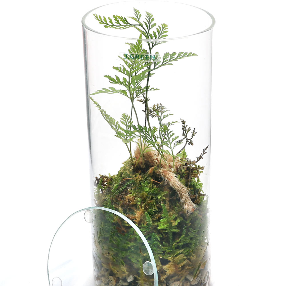 �ʴ��տ�ʪ���ݥƥ�ꥦ�ࡡ�ȥ��亮�Υ֡�����ܥȥ�S�����������ա�1�ġˡ������ƥ�ꥦ�ࡡ�ݥƥ顡�����ƥ顡�ݡ�����ƥꥢ