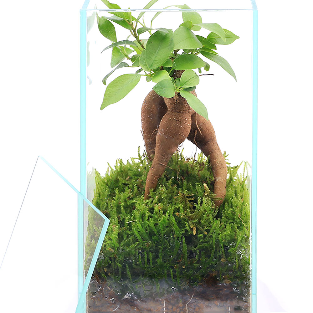 �ʴ��տ�ʪ�˾�����������ƥꥢ���ݥƥ�ꥦ�ࡡ������ޥ롡���饹����S�����������ա�1�ġ��ֶ��ڡ����ݡ�������๬ʡ���ڡ�����ƥꥢ