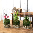 (観葉植物)苔テラリウム 洋ラン 品種おまかせ 円柱ボトルSサイズ 蓋付(1個) コケテラリウム 苔テラ コケテラ 苔 インテリア